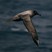 Sooty Albatross